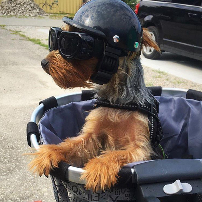 Pet Helmets Dog Cat Bicycle Mo - Motorcycle Gear Dogs review and price