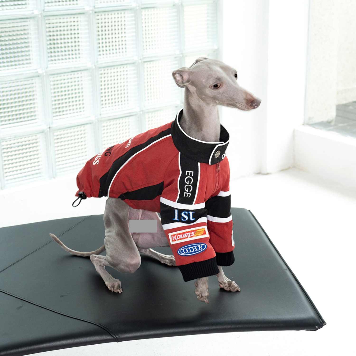 Red Retro Racing Suit for Dogs - Motorcycle Gear Dogs review and price