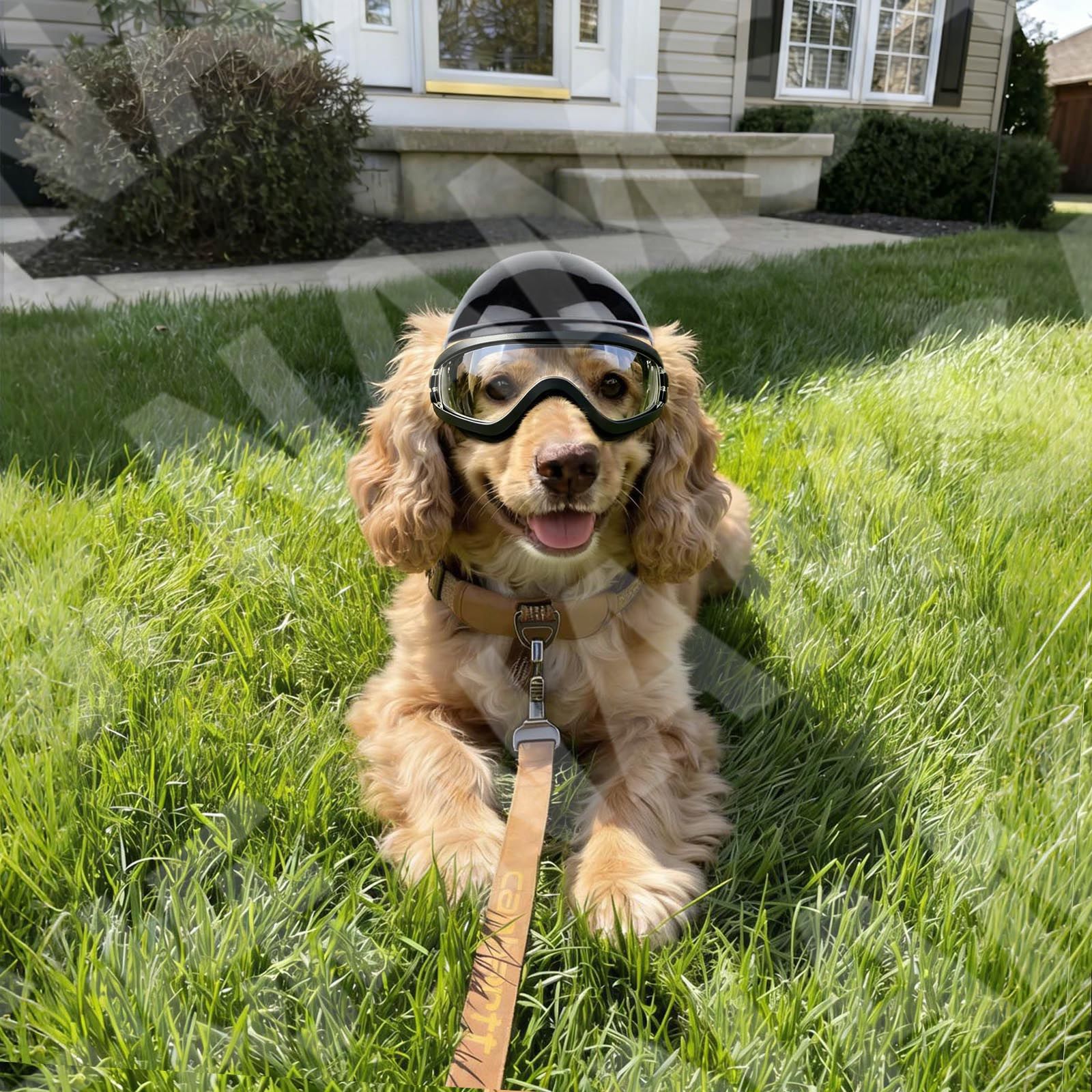 Dog Sunglasses and Pet Helmet  - Motorcycle Gear Dogs review and price